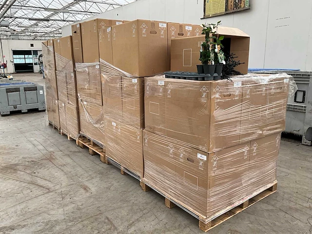 2026 sb 22 cm plant hendel (80000x) - afbeelding 5 van  5