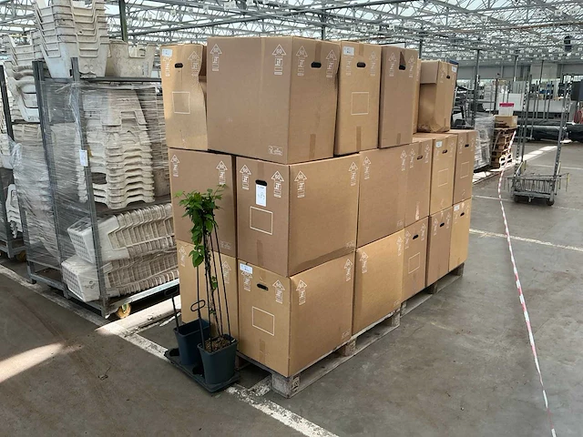 2026 sk 44 plant hendel (28000x) - afbeelding 1 van  3