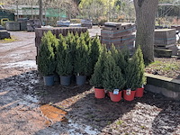 22x kerstboom in pot - afbeelding 1 van  6