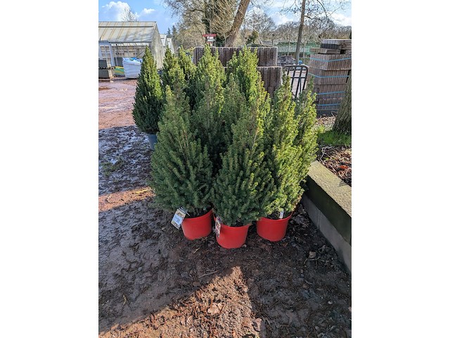 22x kerstboom in pot - afbeelding 2 van  6