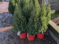 22x kerstboom in pot - afbeelding 2 van  6