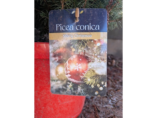 22x kerstboom in pot - afbeelding 3 van  6