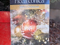 22x kerstboom in pot - afbeelding 3 van  6