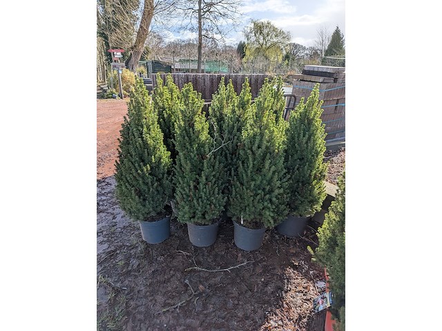 22x kerstboom in pot - afbeelding 4 van  6