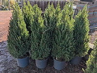 22x kerstboom in pot - afbeelding 4 van  6