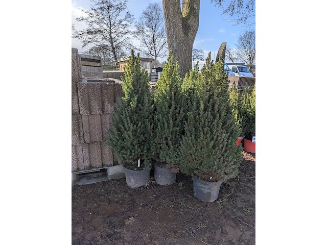 22x kerstboom in pot - afbeelding 5 van  6