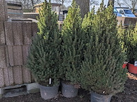 22x kerstboom in pot - afbeelding 5 van  6