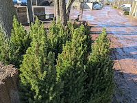 22x kerstboom in pot - afbeelding 6 van  6
