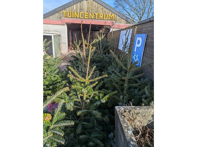 24x kerstboom in pot - afbeelding 2 van  10