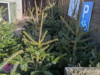 24x kerstboom in pot - afbeelding 2 van  10