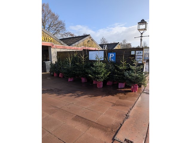 24x kerstboom in pot - afbeelding 1 van  10