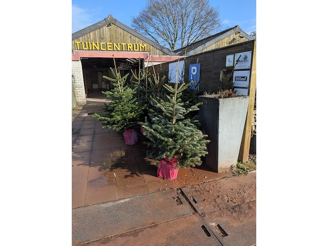 24x kerstboom in pot - afbeelding 3 van  10