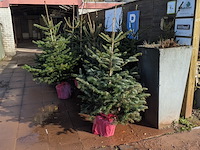 24x kerstboom in pot - afbeelding 3 van  10