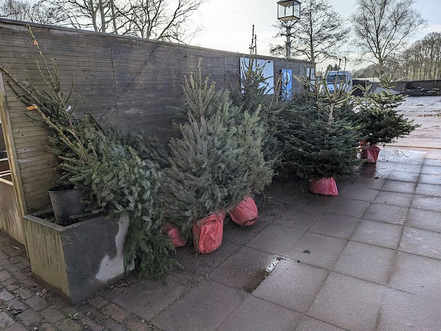 24x kerstboom in pot - afbeelding 4 van  10