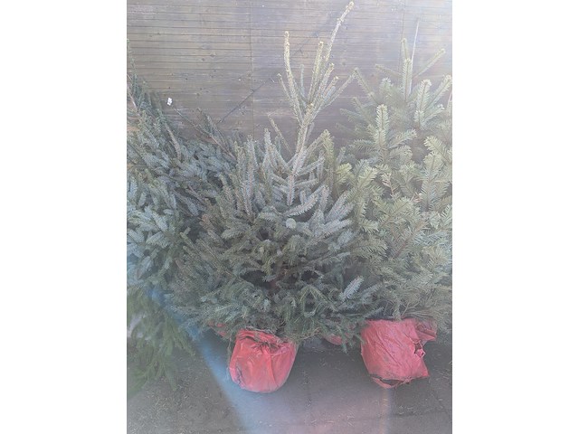 24x kerstboom in pot - afbeelding 5 van  10