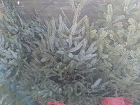 24x kerstboom in pot - afbeelding 5 van  10