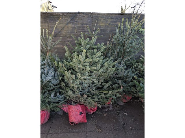 24x kerstboom in pot - afbeelding 6 van  10