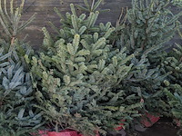 24x kerstboom in pot - afbeelding 6 van  10