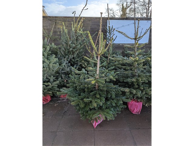 24x kerstboom in pot - afbeelding 7 van  10