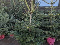 24x kerstboom in pot - afbeelding 7 van  10