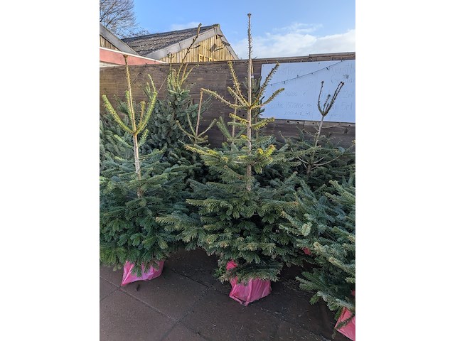 24x kerstboom in pot - afbeelding 8 van  10