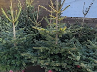 24x kerstboom in pot - afbeelding 8 van  10