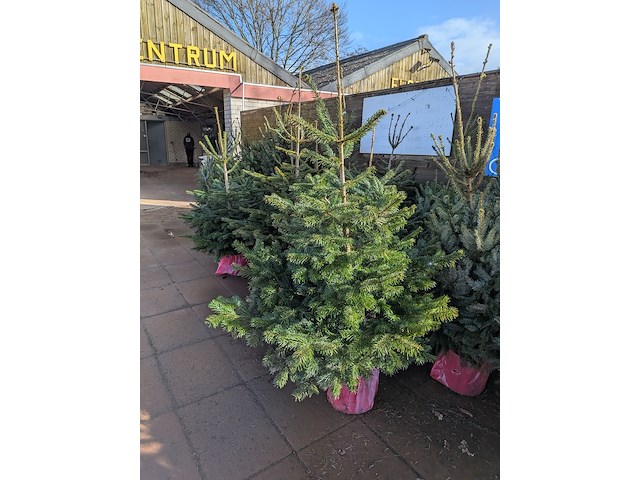 24x kerstboom in pot - afbeelding 9 van  10