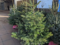 24x kerstboom in pot - afbeelding 9 van  10