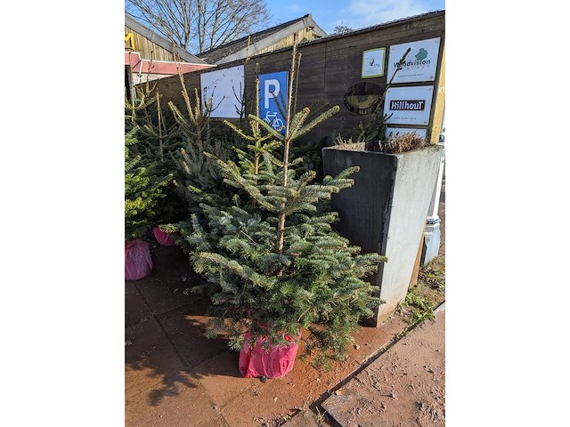 24x kerstboom in pot - afbeelding 10 van  10