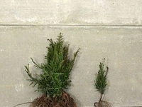 (250x) taxus baccata 30-40
