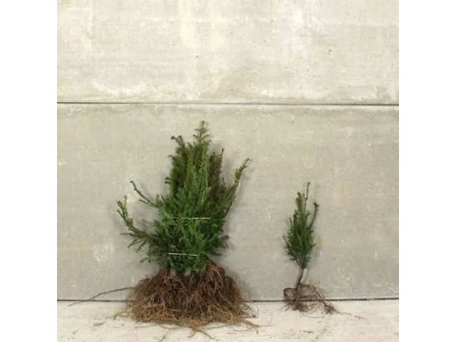 (250x) taxus baccata 30-40 - afbeelding 1 van  1