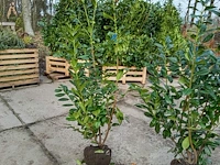 (25x) laurier prunus laurocerasus 'novita'...