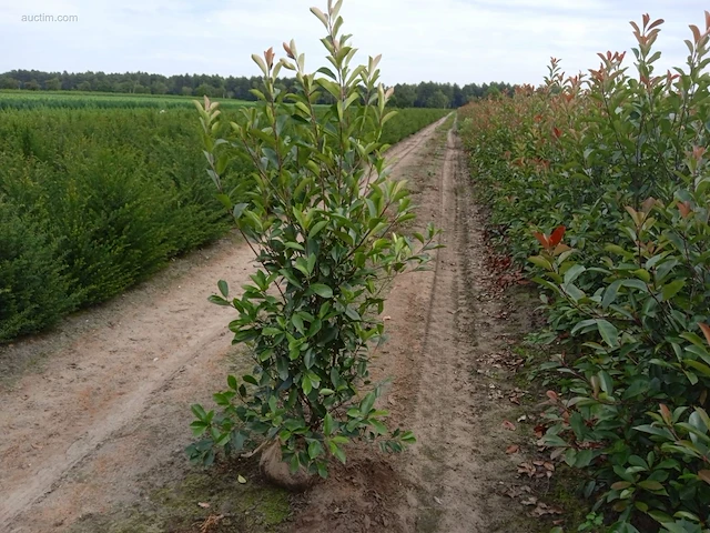 (25x) photinia red robin 160-180 - afbeelding 1 van  1