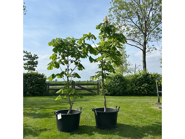 2x aesculus hippocastanum (paardenkastanje wit) - afbeelding 1 van  2