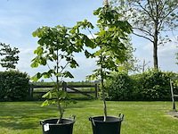 2x aesculus hippocastanum (paardenkastanje wit) - afbeelding 1 van  2