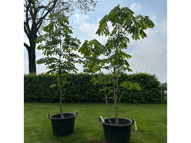 2x aesculus hippocastanum (paardenkastanje wit) - afbeelding 1 van  2
