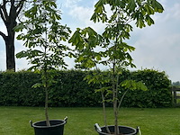 2x aesculus hippocastanum (paardenkastanje wit) - afbeelding 1 van  2
