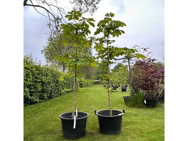 2x aesculus hippocastanum (paardenkastanje wit) - afbeelding 1 van  2