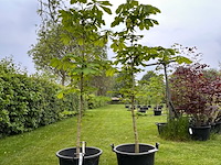 2x aesculus hippocastanum (paardenkastanje wit) - afbeelding 1 van  2