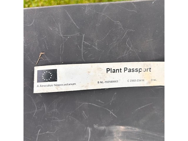 2x aesculus hippocastanum (paardenkastanje wit) - afbeelding 2 van  2