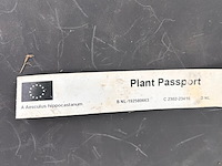 2x aesculus hippocastanum (paardenkastanje wit) - afbeelding 2 van  2