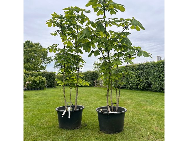 2x aesculus hippocastanum (paardenkastanje wit) - afbeelding 1 van  2