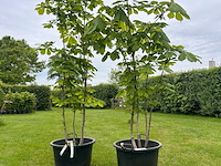 2x aesculus hippocastanum (paardenkastanje wit) - afbeelding 1 van  2