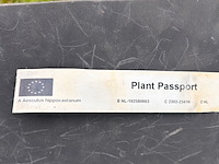 2x aesculus hippocastanum (paardenkastanje wit) - afbeelding 2 van  2