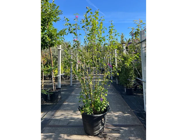 2x altheastruik, hibiscus 'woodbridge', sierheester, roze bloei, ca. 125-175 cm hoog - afbeelding 1 van  3