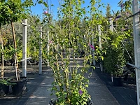 2x altheastruik, hibiscus 'woodbridge', sierheester, roze bloei, ca. 125-175 cm hoog