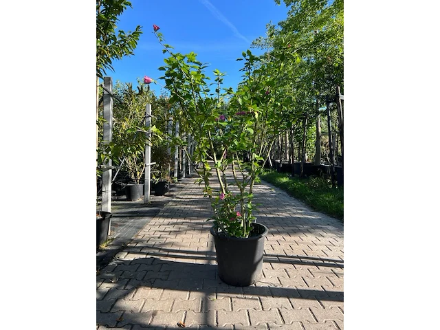 2x altheastruik, hibiscus 'woodbridge', sierheester, roze bloei, ca. 125-175 cm hoog - afbeelding 2 van  3