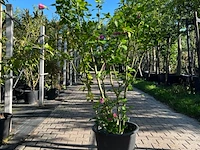 2x altheastruik, hibiscus 'woodbridge', sierheester, roze bloei, ca. 125-175 cm hoog - afbeelding 2 van  3