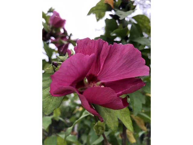 2x altheastruik, hibiscus 'woodbridge', sierheester, roze bloei, ca. 125-175 cm hoog - afbeelding 3 van  3