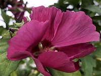 2x altheastruik, hibiscus 'woodbridge', sierheester, roze bloei, ca. 125-175 cm hoog - afbeelding 3 van  3